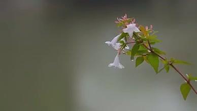 池塘雨季花卉00563790视频的预览图